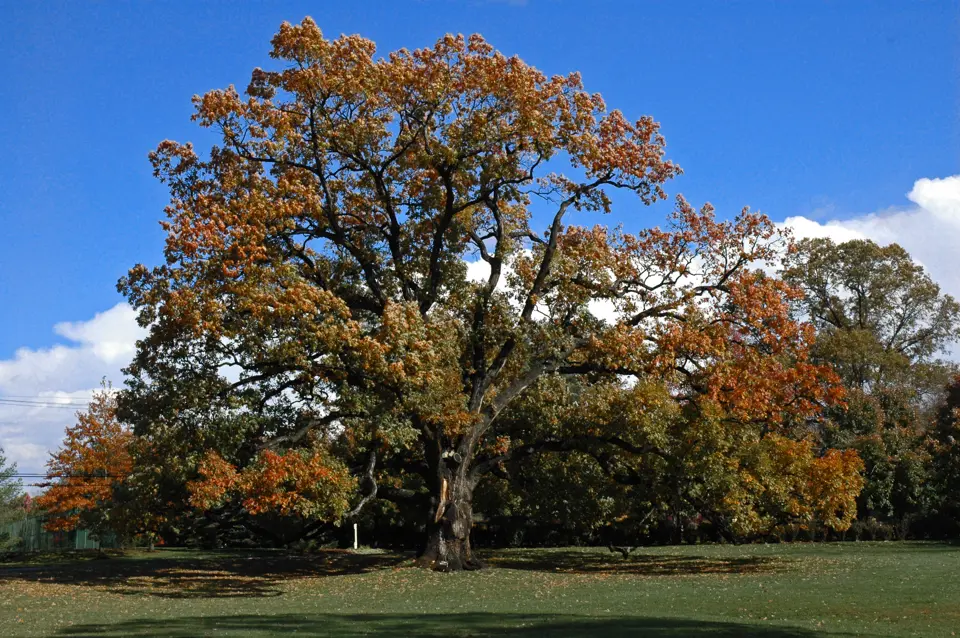 Morris County