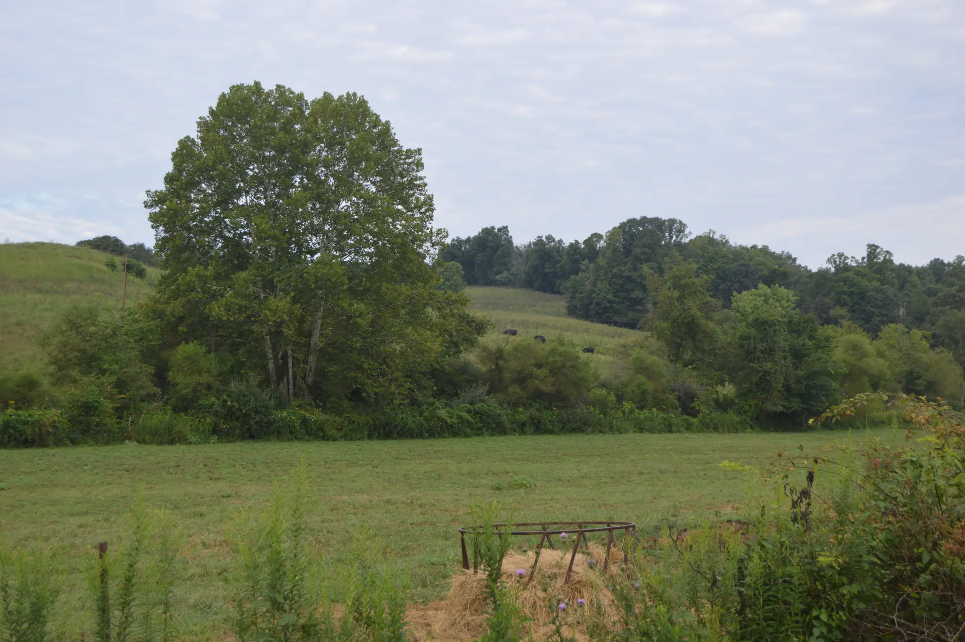 Bedford