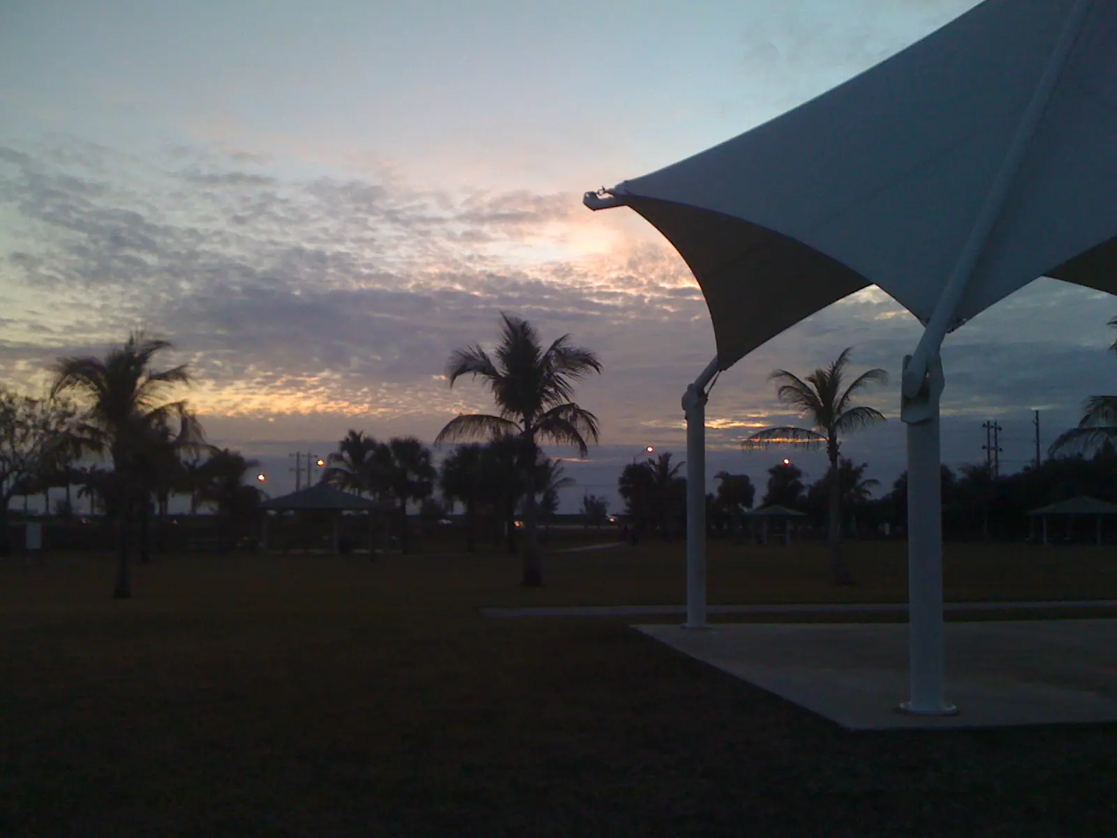 Tamarac