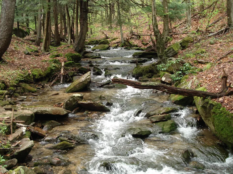 Forest County