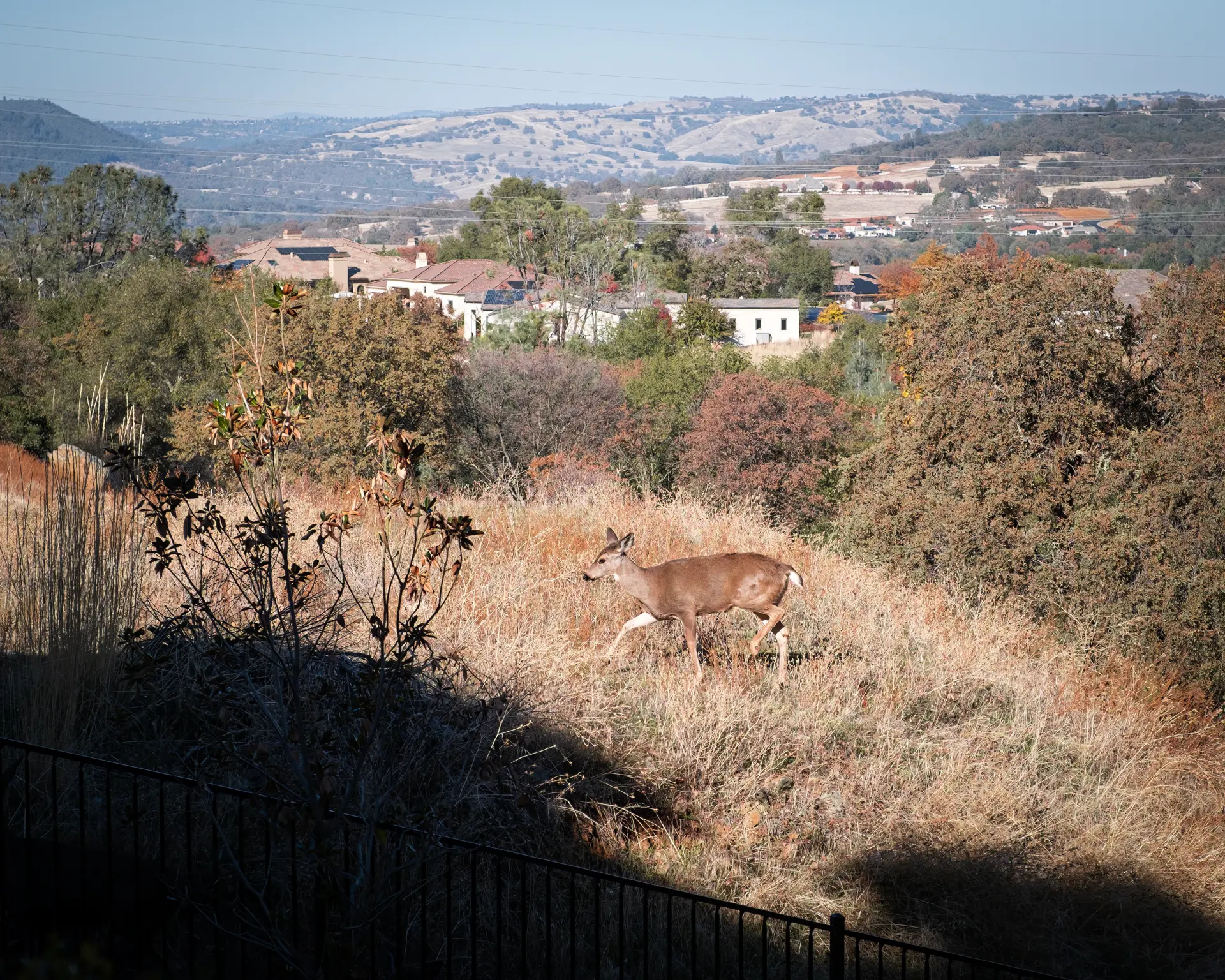 Folsom