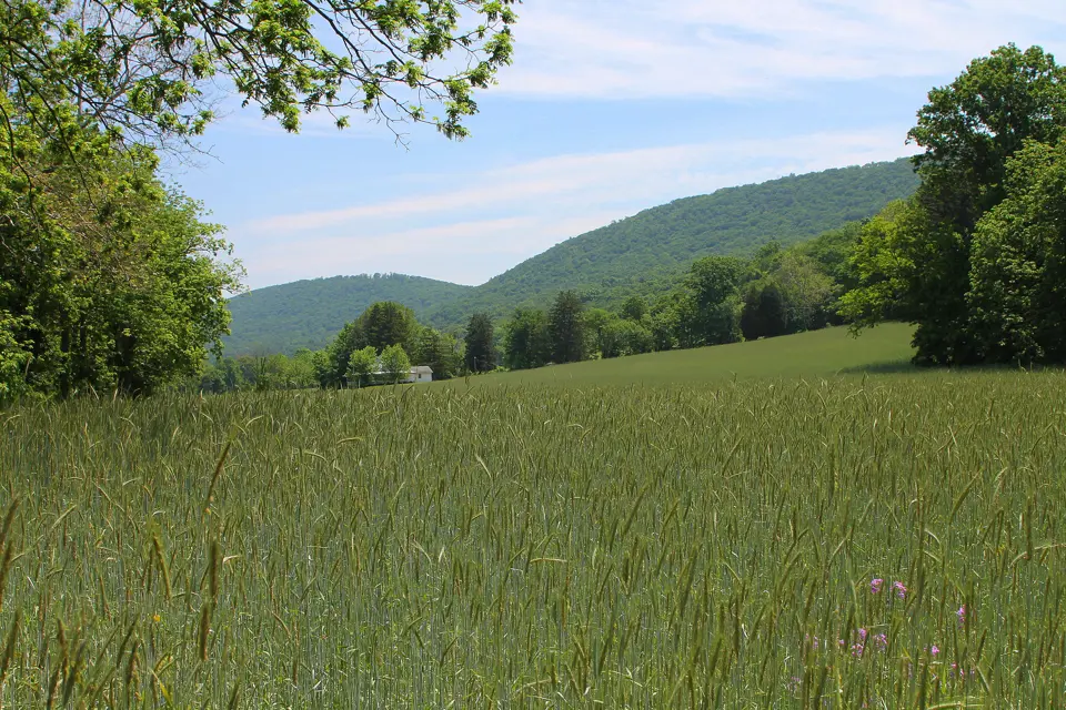 Dauphin County