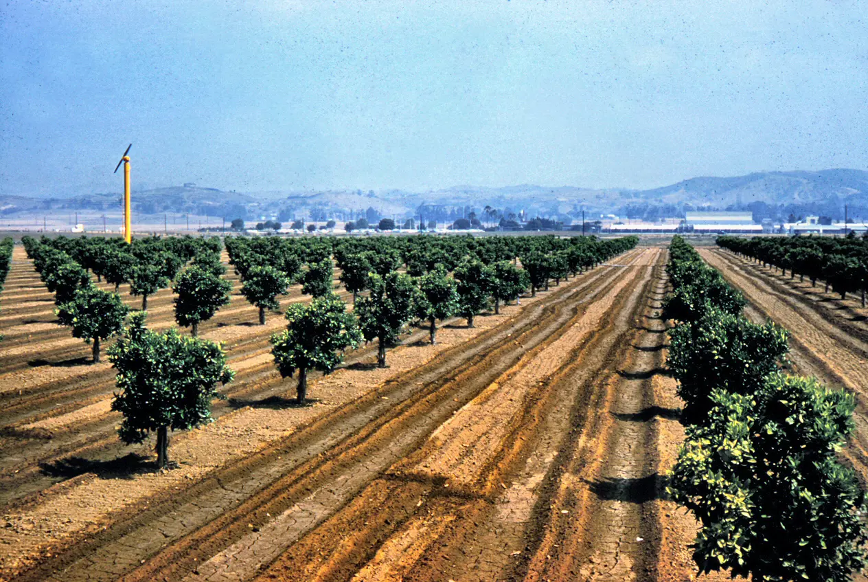 Placentia
