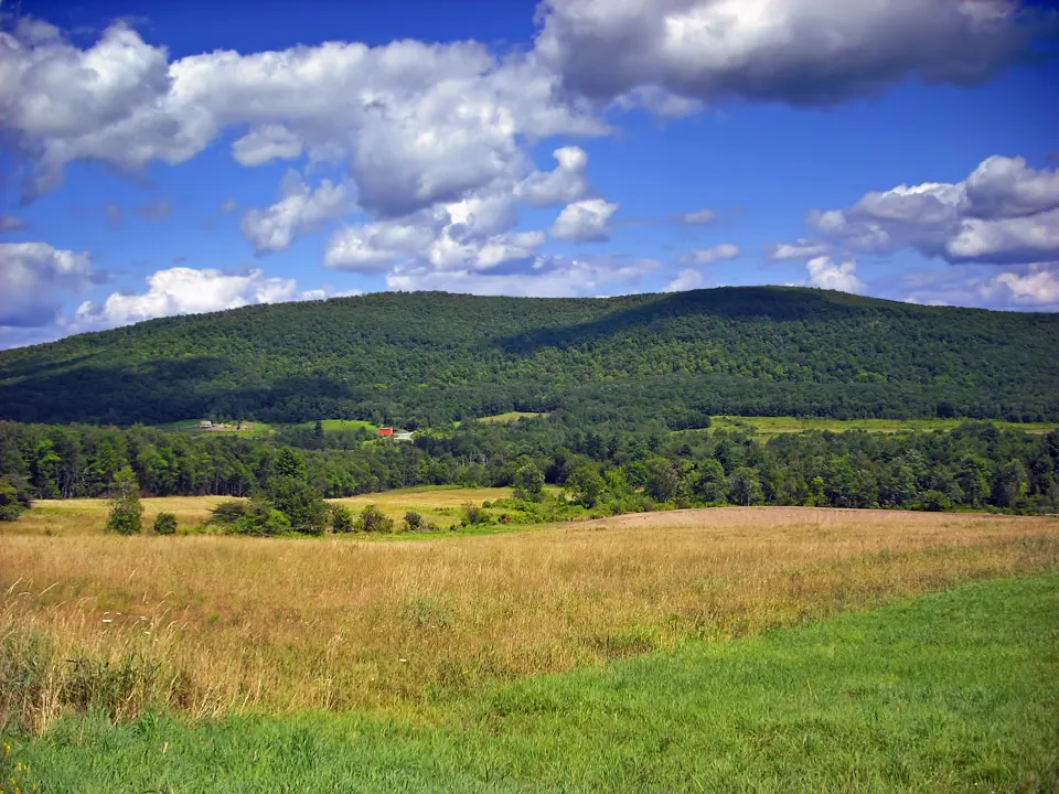 Wayne County